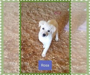 Borador Dogs for adoption in Granbury, TX, USA