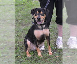 Mutt Dogs for adoption in Germanton, TN, USA