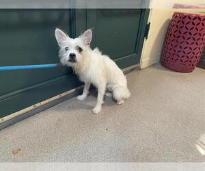 Mutt Dogs for adoption in Pasadena, CA, USA