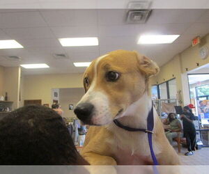 Labrador Retriever-Unknown Mix Dogs for adoption in Ocala, FL, USA