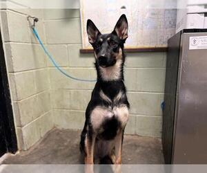 German Shepherd Dog-Unknown Mix Dogs for adoption in Tulsa, OK, USA