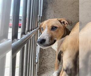 Mutt Dogs for adoption in Oklahoma City, OK, USA