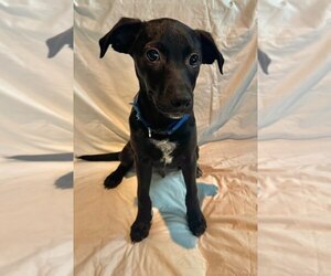 Mutt Dogs for adoption in Mobile, AL, USA
