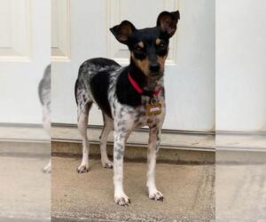 Rat Terrier Dogs for adoption in Buffalo, NY, USA