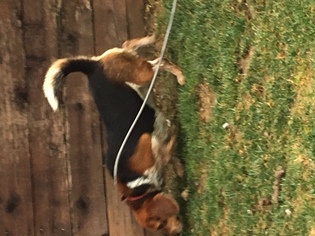 Medium Photo #1 Beagle Puppy For Sale in Cincinnati, OH, USA