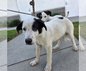 Great Pyrenees-Unknown Mix Dogs for adoption in Long Beach, CA, USA