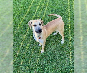 Black Mouth Cur-Unknown Mix Dogs for adoption in Shreveport, LA, USA