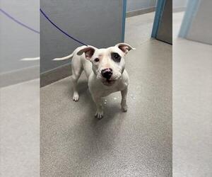 American Pit Bull Terrier-Bull Terrier Mix Dogs for adoption in Las Vegas, NV, USA