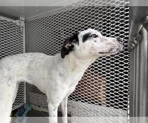 Australian Shepherd Dogs for adoption in Bakersfield, CA, USA