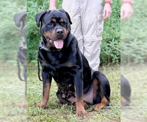 Rottweiler Dogs for adoption in Hillsboro, NH, USA