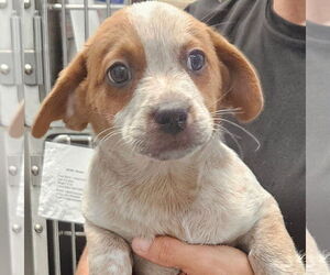 Mutt Dogs for adoption in Royal Palm Beach, FL, USA