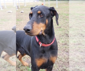 Doberman Pinscher Dogs for adoption in Virginia Beach, VA, USA