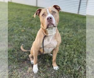 Mutt Dogs for adoption in Modesto, CA, USA