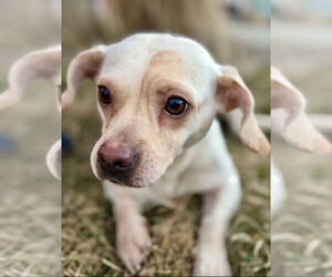 Chiweenie Dogs for adoption in Omaha, NE, USA