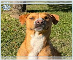 Labrador Retriever-Unknown Mix Dogs for adoption in Sugar Land, TX, USA