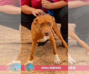 American Bulldog-Unknown Mix Dogs for adoption in Mobile, AL, USA