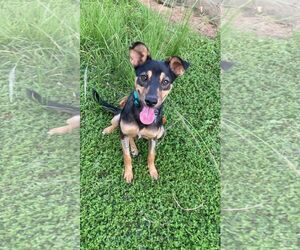 Chihuahua-Unknown Mix Dogs for adoption in Virginia Beach, VA, USA