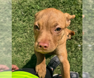 American Pit Bull Terrier-Unknown Mix Dogs for adoption in Rowlett, TX, USA