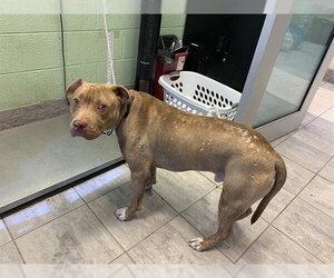 American Staffordshire Terrier-Unknown Mix Dogs for adoption in Grand Prairie, TX, USA