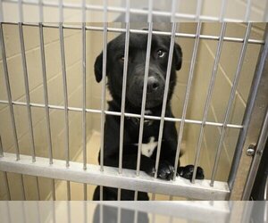 Labrador Retriever Dogs for adoption in Decatur, IL, USA