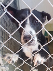 Borador Dogs for adoption in Chester, SC, USA