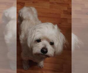 Shih Apso Dogs for adoption in Rocky Mount, NC, USA