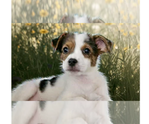 Jack Russell Terrier-Unknown Mix Dogs for adoption in Tampa, FL, USA