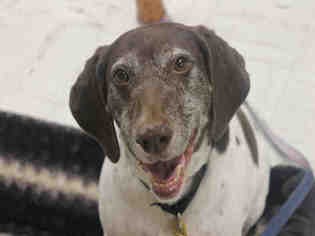 German Shorthaired Pointer Dogs for adoption in Brewster, MA, USA