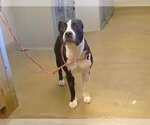 American Pit Bull Terrier Dogs for adoption in Sacramento, CA, USA