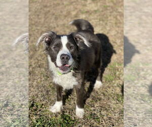 American Staffordshire Terrier Dogs for adoption in Virginia Beach, VA, USA