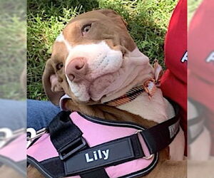 American Pit Bull Terrier-Chinese Shar-Pei Mix Dogs for adoption in Mount Airy, NC, USA