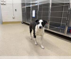 Labrador Retriever-Unknown Mix Dogs for adoption in Grand Prairie, TX, USA