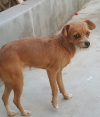 Chihuahua Dogs for adoption in Lakewood, CA, USA