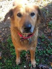 Golden Retriever Dogs for adoption in Westminster, MD, USA