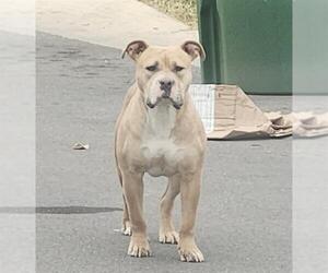 American Bulldog Dogs for adoption in San Antonio, TX, USA