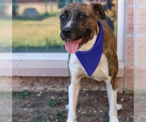 American Staffordshire Terrier-Unknown Mix Dogs for adoption in San Antonio, TX, USA