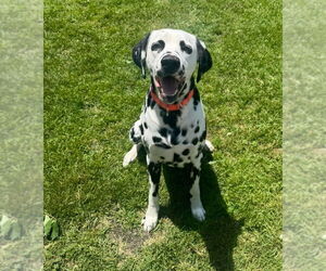 Dalmatian Dogs for adoption in Muskegon, MI, USA
