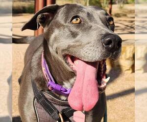 Labrador Retriever-Unknown Mix Dogs for adoption in San Antonio, TX, USA