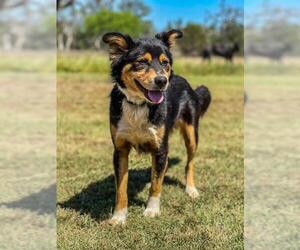 Australian Shepherd Dogs for adoption in Austin, TX, USA