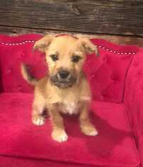 Mutt Dogs for adoption in CORNING, NY, USA