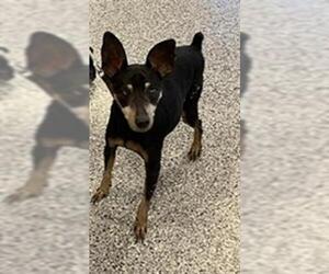 Miniature Pinscher-Unknown Mix Dogs for adoption in Palmetto, FL, USA