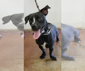 Basston Dogs for adoption in Cincinnati, OH, USA