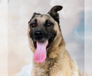 German Shepherd Dog Dogs for adoption in Pasadena, CA, USA