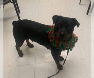 Rottweiler Dogs for adoption in byhalia, MS, USA