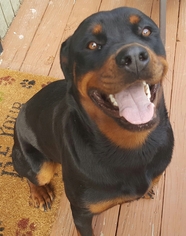 Rottweiler Dogs for adoption in Holden, MO, USA