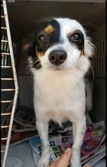 Paperanian Dogs for adoption in Pembroke, GA, USA