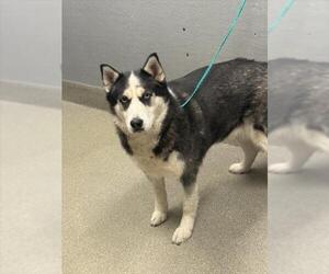 Siberian Husky-Unknown Mix Dogs for adoption in Las Vegas, NV, USA