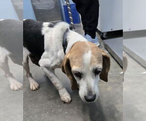 Beagle Dogs for adoption in Evansville, IN, USA