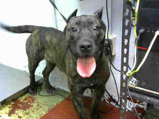 Presa Canario Dogs for adoption in Atlanta, GA, USA