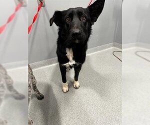 Border Collie Dogs for adoption in San Martin, CA, USA